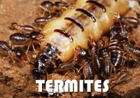 Termite bois