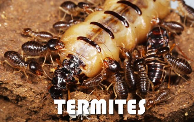 Termite bois